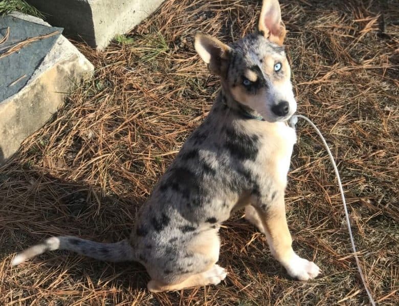 Portrait of young Siberian Husky Blue Heeler mix dog