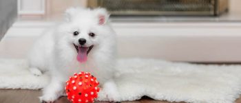 White Pomeranian laying down with red dog toy
