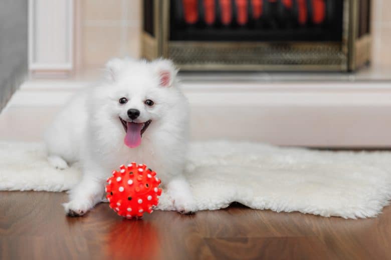 White Pomeranian laying down with red dog toy