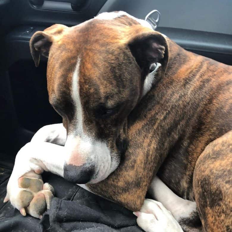 A sad Brindle Pittie curling in a car seat
