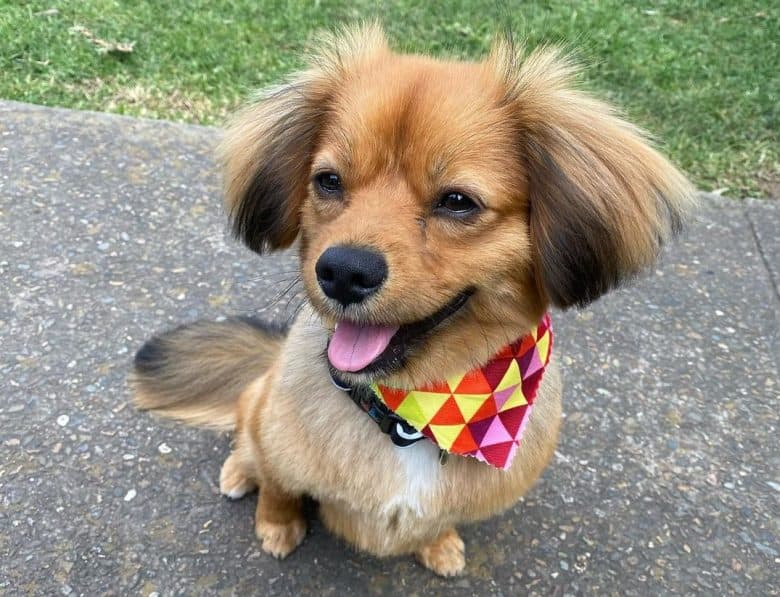 A Cavapom wearing a bandana enjoying her first grooming