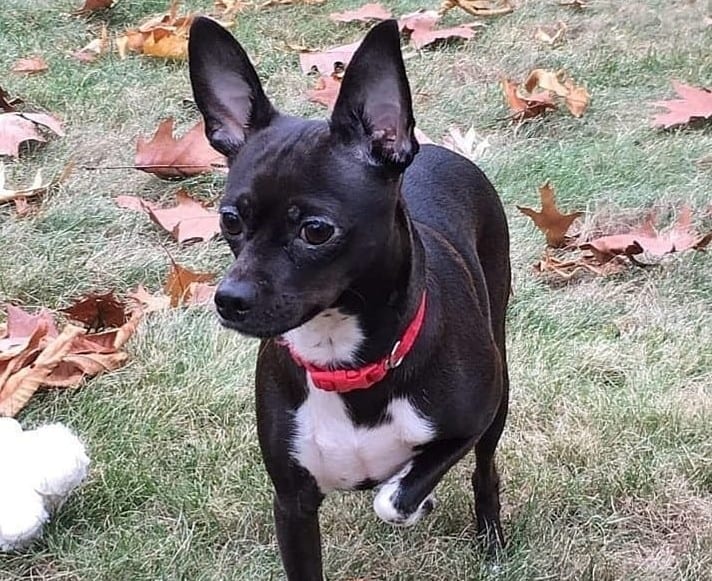 A lovable Greyhuahua standing with one foot up