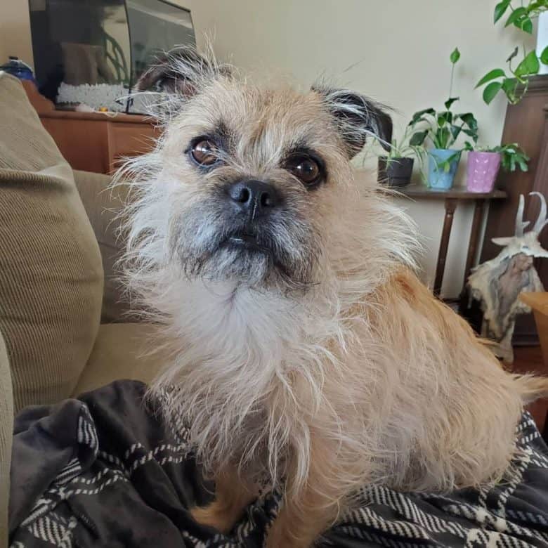 A fluffy Pugairn sitting on a blanket