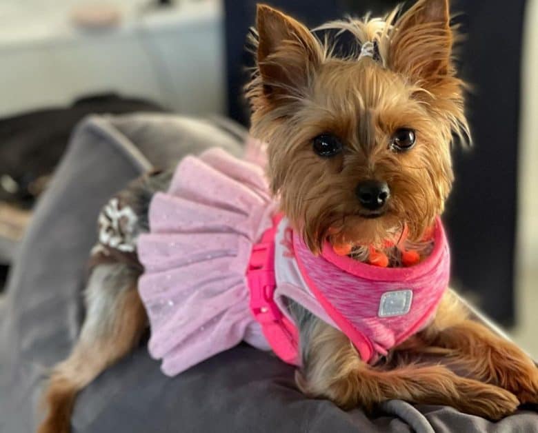 A pretty Brown Yorkie wearing a bright pink dress and laying on top of a couch