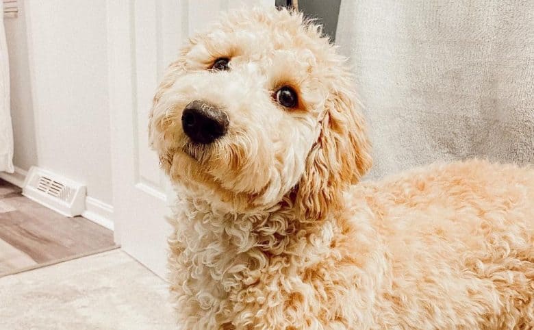 A lovable Golden Poodle mix tilting its head adorably