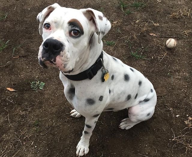 A Boxmatian sitting on dirt and wearing a black collar