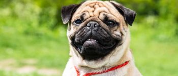 a beaming Pug half-body portrait