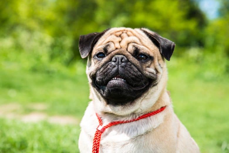 A beaming Pug half-body portrait
