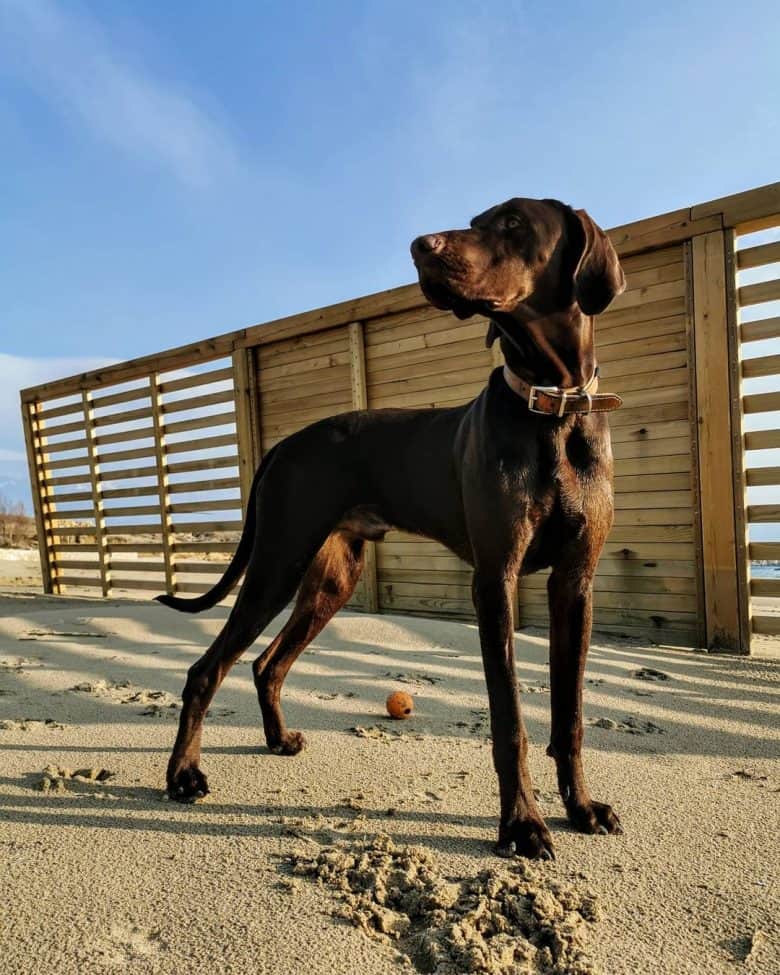 A Visla Weimaraner standing on the sand with wooden background