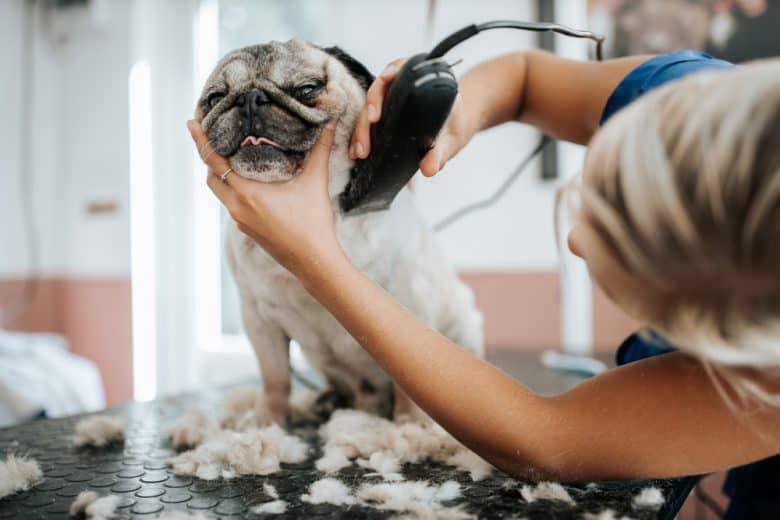 Ein Mops während einer Pflegesitzung