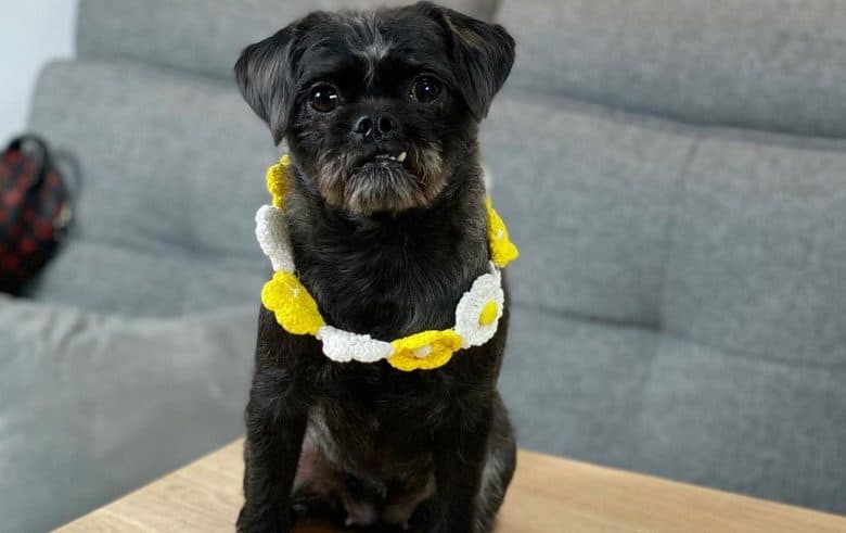 Pug Poodle mix wearing cute white-yellow flower collar