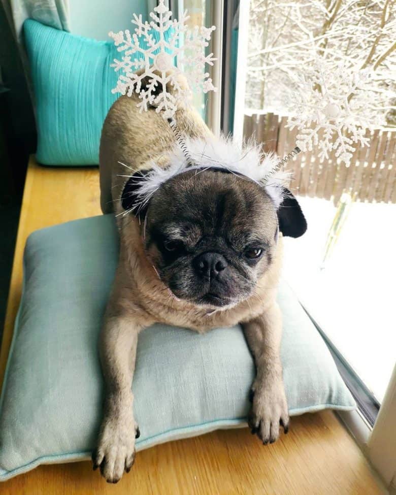 Ein Mops mit Schneeflockenstirnband