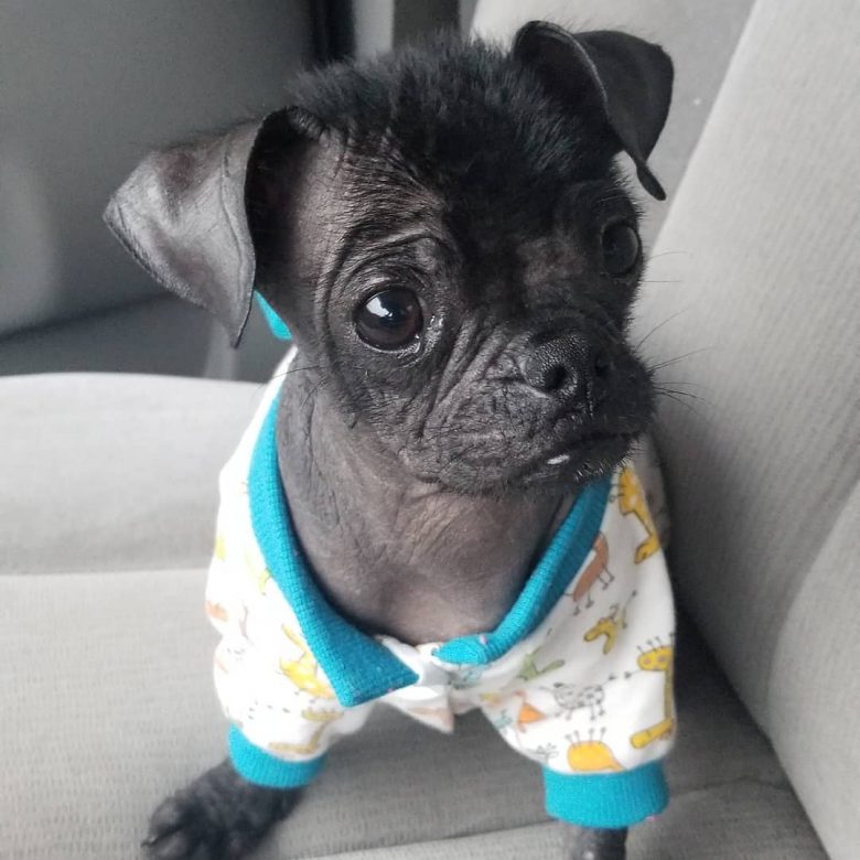 A Pugese puppy wearing an adorable jammy