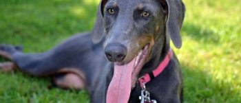Purebred Blue Doberman resting on the grass