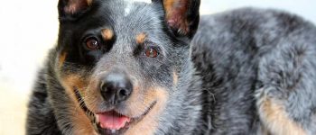 Purebred Blue Heeler dog portrait
