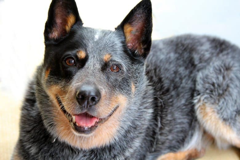 Purebred Blue Heeler dog portrait