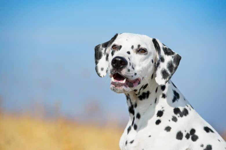 a half-body portrait of a purebred Dalmatian outdoors