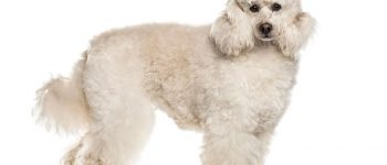 Purebred poodle dog portrait