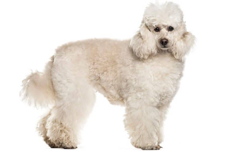 Purebred poodle dog portrait