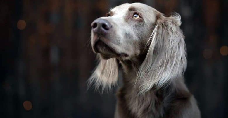 Purebred Weimaraner dog portrait