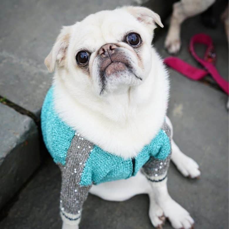 Ein fester weißer Mops, der einen grau-blauen Pullover trägt
