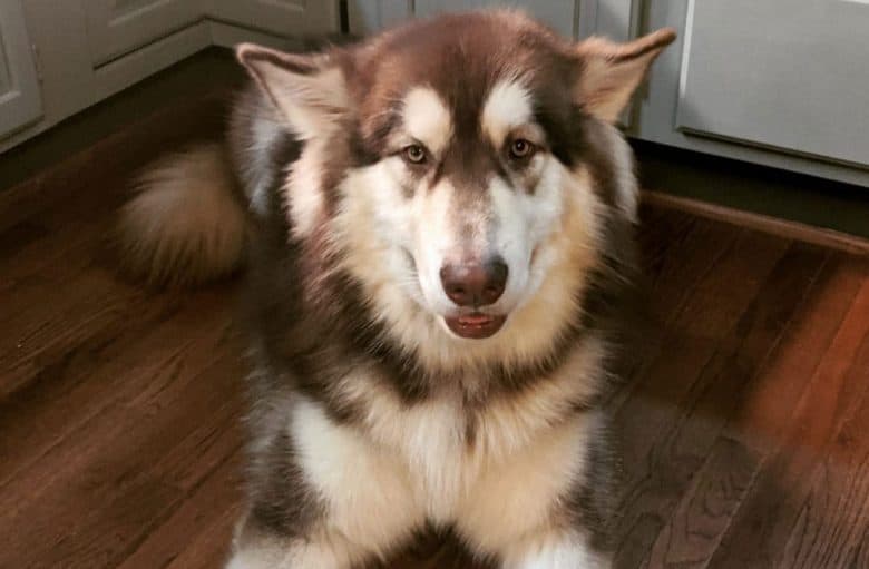 Red and white Alaskan Malamute dog lying on the floor