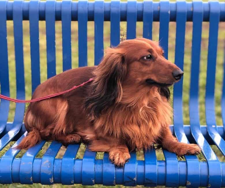 A red Dachshund looking on the left