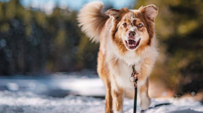 Red merle Australian Shepherd dog portrait