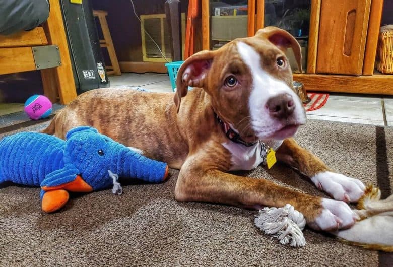 A Red Nose Brindle Pitbull laying with toys