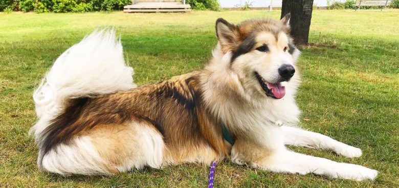 Red sable Alaskan Malamute dog resting under the tree