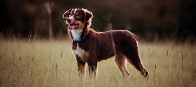 Red tri-colored Australian Shepherd dog standing on the field