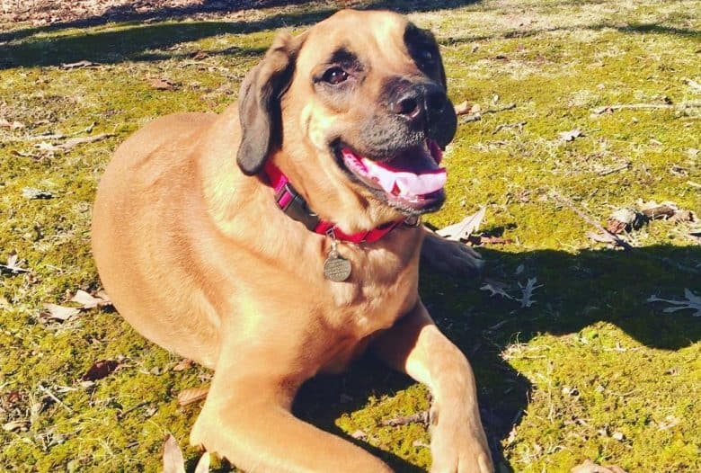 A Rhodesian Great Dane happily laying under the sun