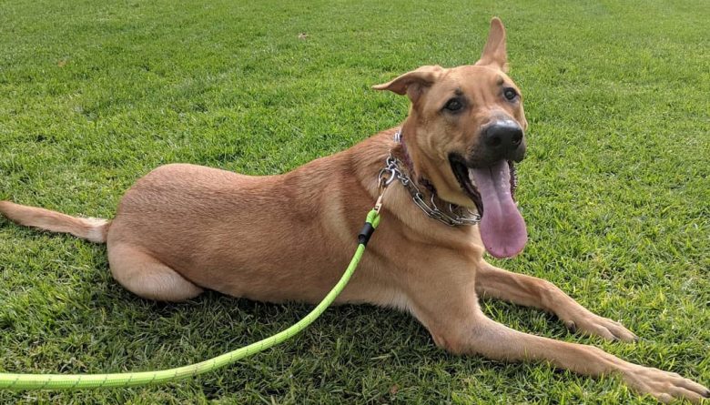 Rhodesian Ridgeback German Shepherd mix dog lying on the grass