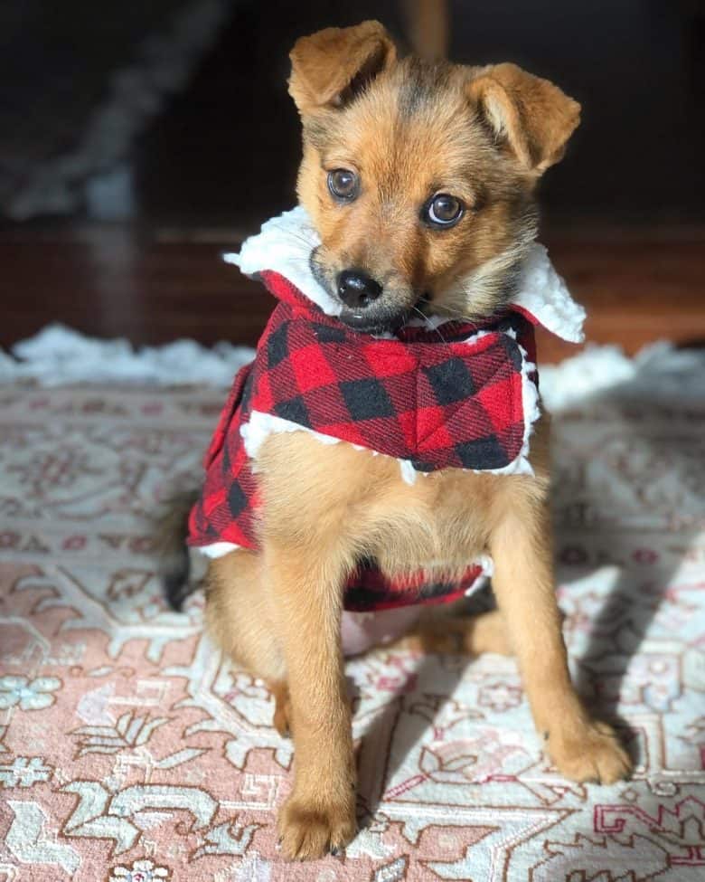 A magnificent Rottie Pom wearing a plaid dog vest