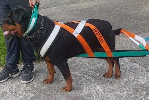 A big Rottweiler wearing a dog harness