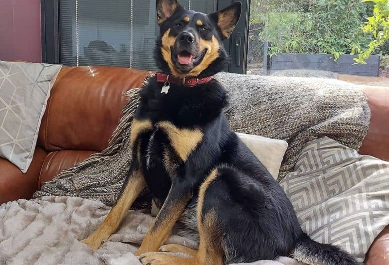 Rottweiler German Shepherd mix dog sitting on the couch
