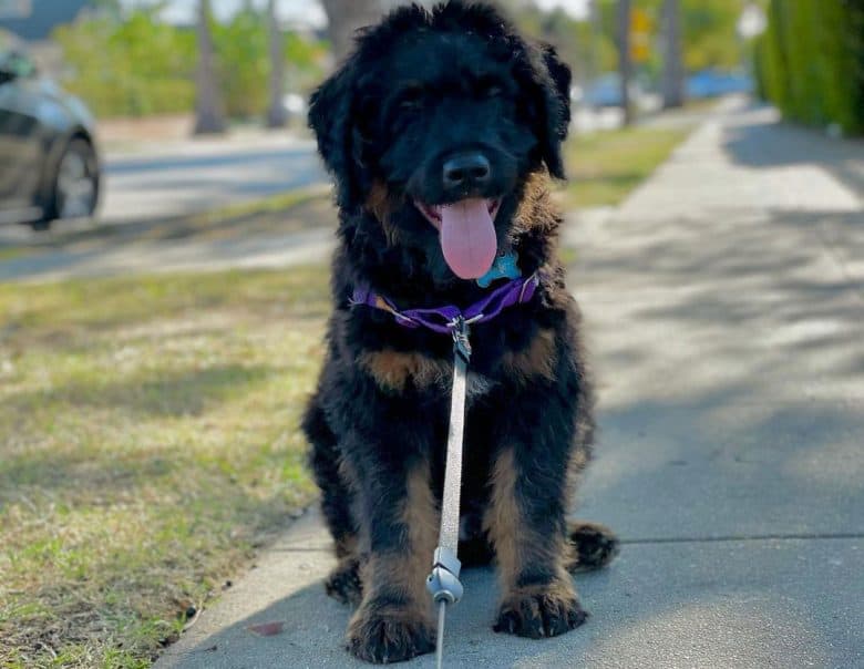 Rottweiler Poodle mix dog sitting in the walk way