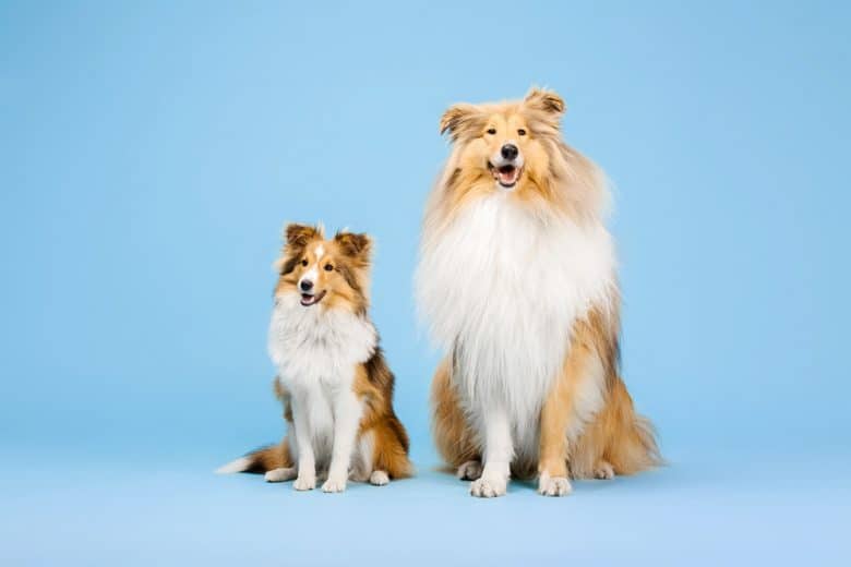 Miniature lassie dog breed hotsell