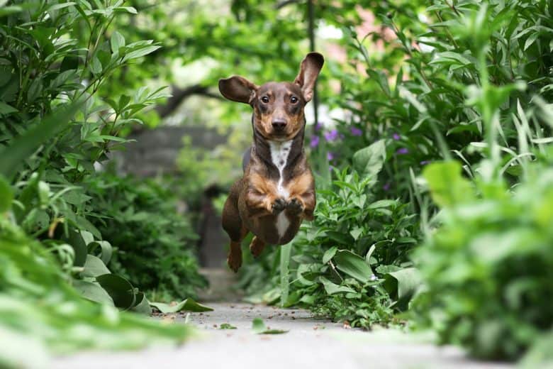 An active Dachshund puppy running on a garden