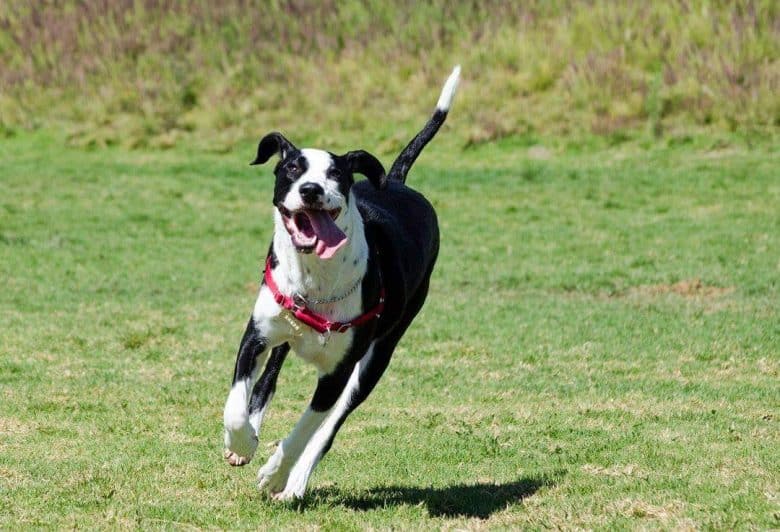 A Great Dalmatian running on a field happily