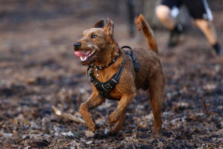An Irish Terrier running and playing tag