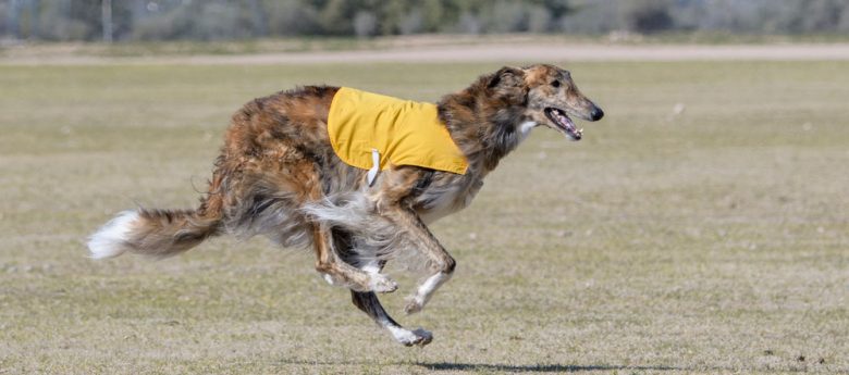 Russian Borzoi dog chasing a lure in a competition