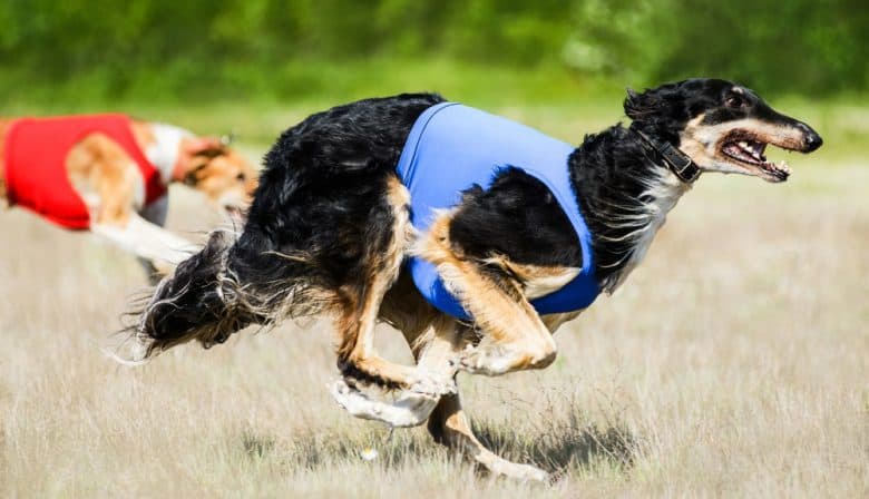 Russian Wolfhound dog wearing blue running fast in a competition