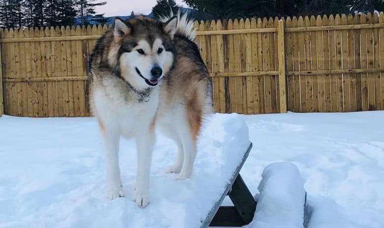 Sable Alaskan Malamute dog standing on snowy outdoor table
