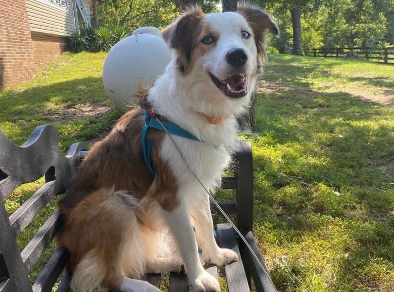 Sable Australian Shepherd dog sitting on outside bench