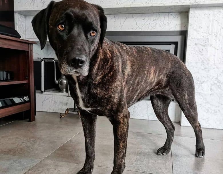 A sad Golden Stafford mix standing with hip dysplasia