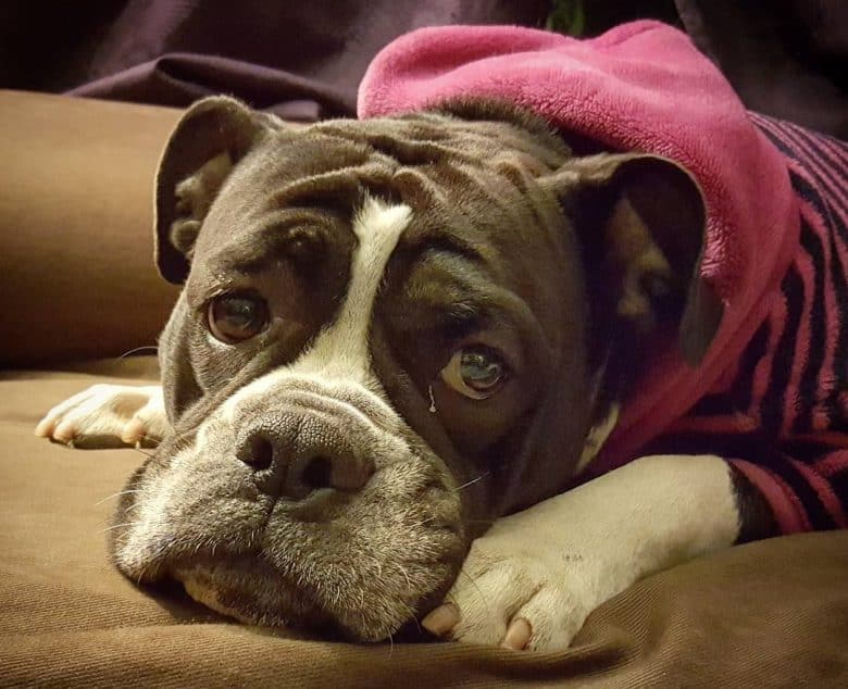 A lonely English Bulldog Pittie mix wearing a pink stripes sweater