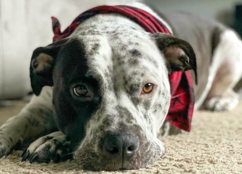 Alone Pittie Heeler laying on a carpet wool