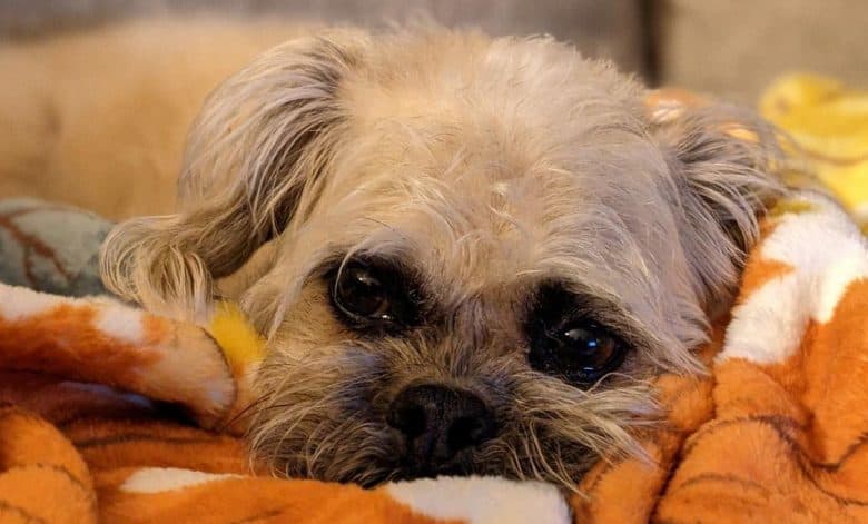 A Pugapoo snuggling in a blanket
