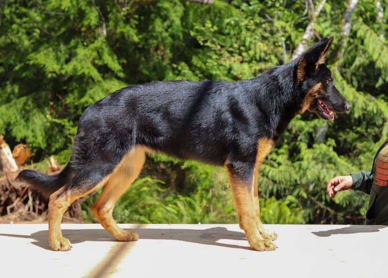 A GSD with black and tan coat standing 
